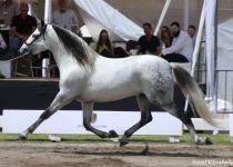 W KARIN OVL II, ORO , MM Y MF EN SEMENTALES ADULTOS. RANCHO LA PERA. CATALINO